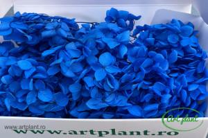Hortensie Royal Blue - Img 1