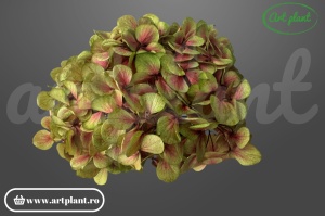 Hortensie stabilizata Green Antique