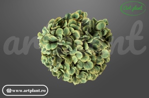 Hortensie stabilizata Moss Antique