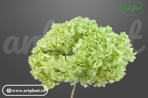 Hortensie Verde Deschis