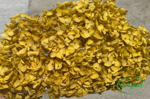Hortensie Yellow Cofee