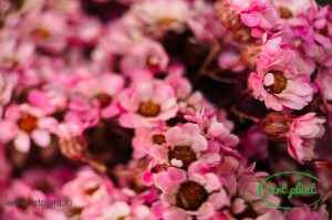 Ixodia pink - Img 2