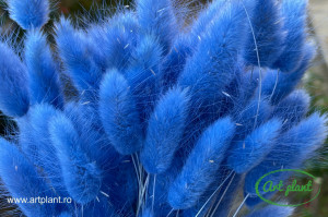 Lagurus albastru violet - Img 2