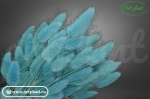 Lagurus blue turquoise