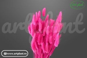 Lagurus ciclam