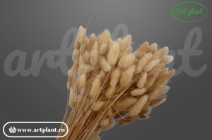 Lagurus crem ( inchis)
