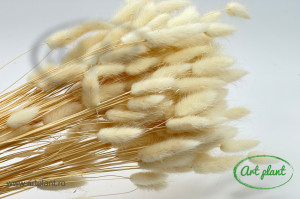 Lagurus crem - Img 2