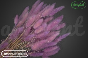 Lagurus flider (G) - Img 2