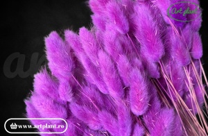 Lagurus fuchsia - Img 2