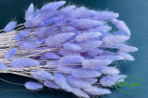 Lagurus lavanda - Img 2