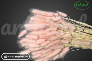 Lagurus light pink