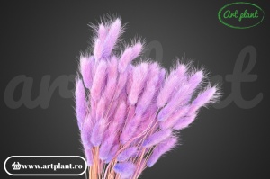 Lagurus lila - Img 2