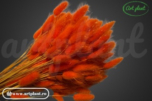 Lagurus orange (G)