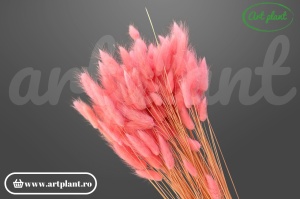 Lagurus Pink (G)