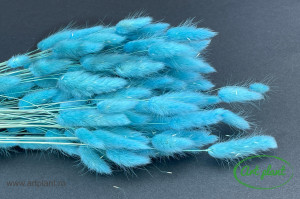 Lagurus turquoise - Img 2