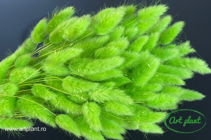 Lagurus verde neon