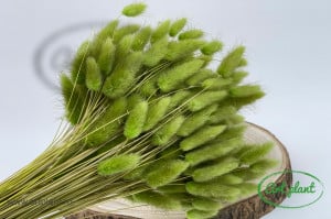 Lagurus verde olive