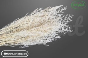 Limonium Stabilizat Alb