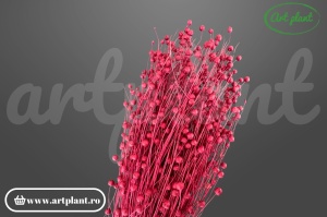 Lino (In) Burgundy