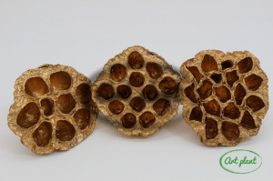 Lotus auriu 5-8 cm , 3 buc