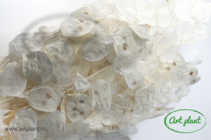 Lunaria Alba