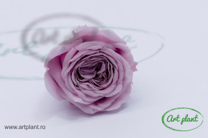 Mini Austin Roses Sakura Pink - Img 2