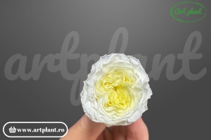 Mini Austin Roses White/ Verde