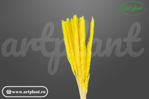 Mini pampas galben