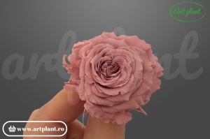 Mini Rose Romantic stabilizate dusty pink