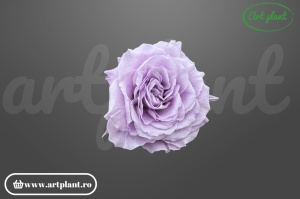 Mini Rose Romantic stabilizate lila