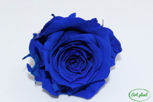 Mini Roze Albastru Blu03 - Img 1
