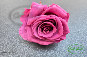Mini Roze Roz Prafuit Vio02 - Img 1