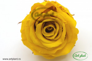 Mini Roze Warmi Galben Yel02