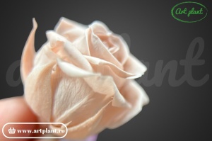 Miniroze Criogenate Pink Blush S - Img 4