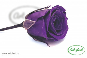 Miniroze Criogenate Vivian Purple S - Img 3
