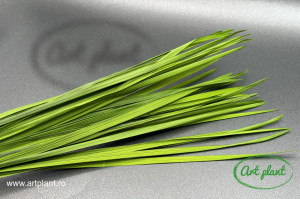 Miscanthus Stabilizat Green - Img 2