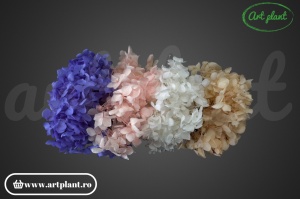 Mix Hortensie Stabilizată – cu 4 Culori - Img 1