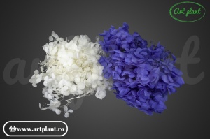 Mix Hortensie Stabilizată – Set cu 2 Culori Naturale - Img 1