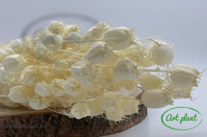 Nigella damascenă alb / crem