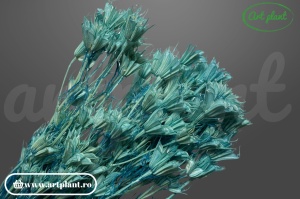 Nigella orientalis celeste (G)