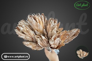 Protea galben frosted - Img 2