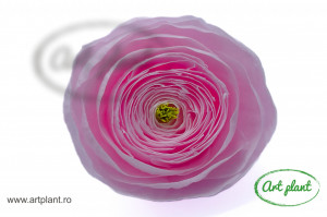 Ranunculus Criogenat Roz Pal Pin89 - Img 3