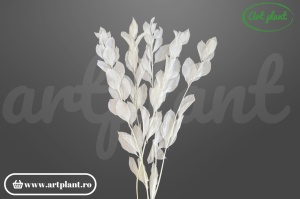 Ruscus Grădină Alb