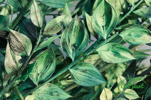 Ruscus stabilzat verde - Img 4