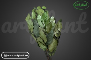 Salal Verde - Img 2