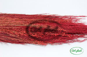 Star grass bordo