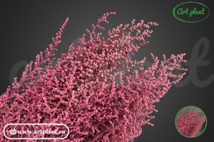 Stoebe stabilizată pink