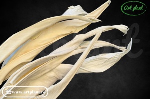 Strelitzia Alb / Crem - Img 1