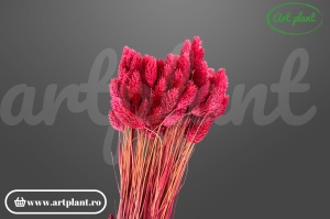 Talaris bordeaux(G)