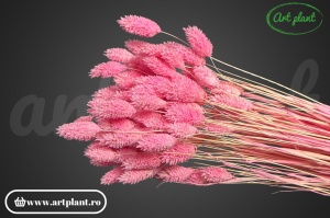 Talaris candy pink